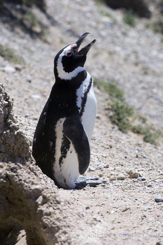 20071209 120851 D2X 2800x4200.jpg - Magellan Penguins at Peninsula Valdes, Argentina